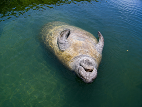 A serene close-up of a manatee swimming in clear waters, showcasing the beauty of marine wildlife in their natural habitat.