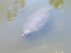 A serene close-up of a manatee swimming in calm waters, showcasing the beauty of marine wildlife in its natural habitat.