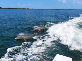 A captivating moment capturing dolphins swimming alongside a boat, showcasing the beauty of marine wildlife in their natural habitat.