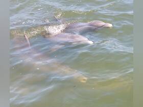 A captivating view of dolphins swimming gracefully in the water, showcasing the beauty of marine wildlife.