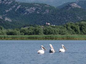 A serene scene featuring a trio of pelicans swimming gracefully in calm waters, surrounded by lush greenery and mountains — a perfect representation of wildlife in its natural habitat.