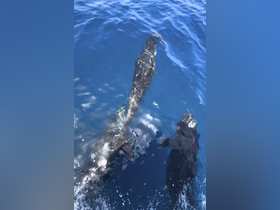 Charter Image