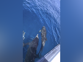 Charter Image