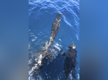 Wahoo Sport Fishing Quepos