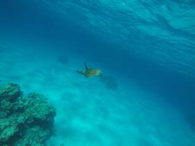A serene underwater scene featuring a turtle gracefully swimming through crystal-clear waters, showcasing the beauty of marine wildlife.