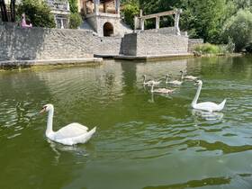 A serene scene featuring a majestic swan and its cygnets swimming gracefully in calm waters, showcasing the beauty of wildlife in a tranquil setting.