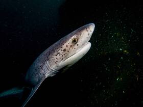A stunning close-up of a shark swimming gracefully in its natural underwater habitat, showcasing the beauty of marine wildlife.