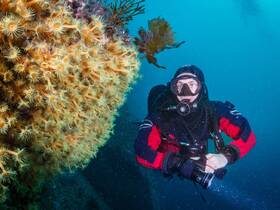 A diver explores vibrant coral formations underwater, capturing the beauty of marine life — an unforgettable diving experience.