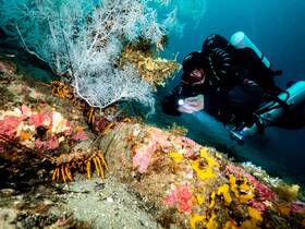 A diver explores a vibrant underwater scene, showcasing colorful corals and lobsters in their natural habitat — a captivating glimpse into marine wildlife.