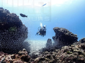 A diver explores vibrant underwater scenery surrounded by coral and fish, showcasing the beauty of marine life in Phuket.