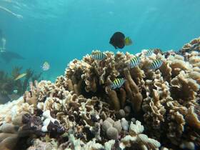 A vibrant underwater scene showcasing colorful fish swimming around coral formations, perfect for snorkeling enthusiasts exploring marine life.