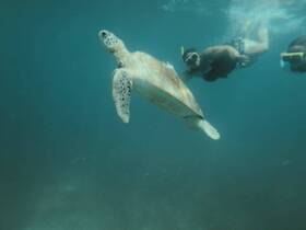 A captivating underwater scene featuring a sea turtle swimming alongside snorkelers, showcasing the beauty of marine wildlife encounters.