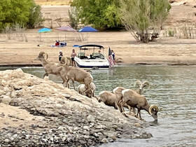 Bighorn sheep approach the water's edge to drink while a boat with people is anchored nearby, showcasing a unique interaction between wildlife and recreational boating.