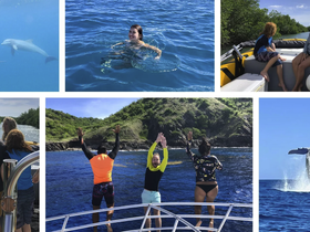 A vibrant collage capturing the excitement of a boat trip, featuring dolphins, swimmers, and a group celebrating with a whale sighting — perfect for adventure seekers and marine life enthusiasts.