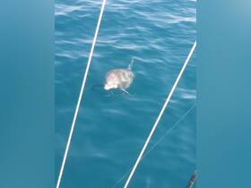 A playful dolphin swims gracefully in crystal-clear waters, showcasing the beauty of marine wildlife encounters while boating.