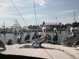 A group of pelicans perched on the edge of a boat, showcasing their unique features and behavior — a delightful wildlife encounter by the water.