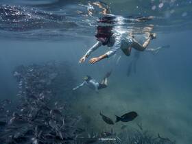A group of snorkelers explores vibrant underwater life, swimming among schools of fish in crystal-clear waters — an unforgettable marine adventure.