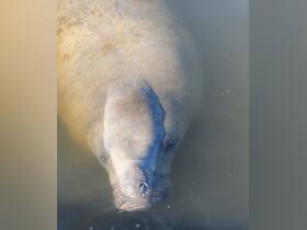 A close-up view of a manatee swimming gracefully in calm waters, showcasing the gentle nature of this beloved marine mammal.
