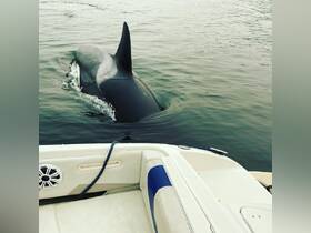 A stunning close-up of an orca swimming near a boat, showcasing the beauty of marine wildlife in its natural habitat.