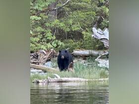 A black bear stands among the lush greenery and fallen logs, showcasing the beauty of wildlife in its natural habitat.