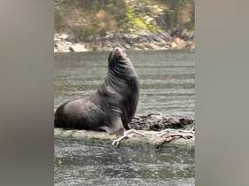 A majestic seal poses on a rocky outcrop, showcasing its impressive stature against a serene water backdrop — a perfect moment for wildlife enthusiasts.