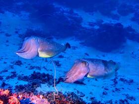 A stunning underwater shot of two cuttlefish gracefully swimming through the ocean, showcasing the beauty of marine wildlife.