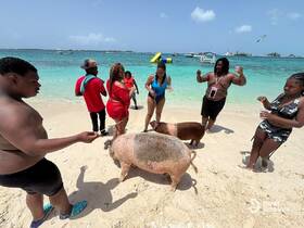 A lively group interacts with swimming pigs on a beautiful beach, creating a memorable wildlife experience in the Bahamas.