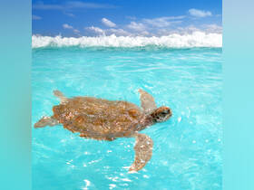 A beautiful sea turtle glides through crystal-clear turquoise waters, showcasing the vibrant marine life of tropical destinations.