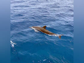 A dolphin gracefully swims through the deep blue ocean waters, showcasing the beauty of marine wildlife in its natural habitat.