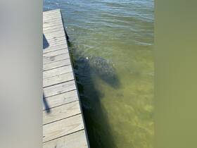 A serene view of a manatee swimming near a dock, showcasing the beauty of wildlife in coastal waters.