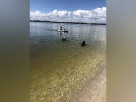 A child paddleboards in calm waters while dogs swim nearby, capturing a joyful outdoor experience perfect for family fun and pet adventures.