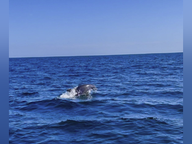 Charter Image