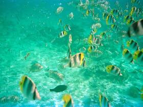 A vibrant underwater scene showcasing a school of colorful fish swimming in crystal-clear waters, perfect for snorkeling enthusiasts and marine life lovers.