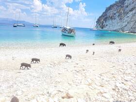 A group of pigs roams the beach near a boat, showcasing a unique wildlife experience in a picturesque coastal setting.