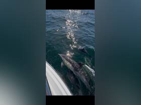 A captivating view of dolphins swimming alongside a boat, showcasing the beauty of marine wildlife in their natural habitat.