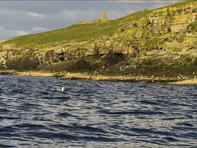 A serene coastal scene featuring a seagull swimming in the water, with rocky cliffs and a colony of birds in the background, showcasing the beauty of wildlife along the shoreline.
