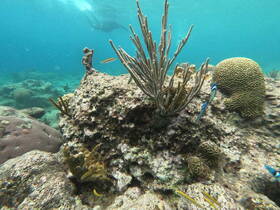 A vibrant underwater scene showcasing colorful coral and various fish species, highlighting the beauty of marine life in a tropical setting.