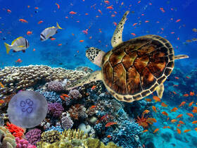 A stunning underwater scene featuring a sea turtle gracefully swimming above a vibrant coral reef, surrounded by colorful fish — a captivating glimpse into marine wildlife.