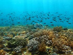 A vibrant underwater scene showcasing a diverse array of coral and schools of fish, perfect for marine life enthusiasts and snorkeling adventures.
