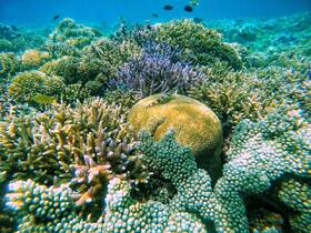 A vibrant underwater scene showcasing colorful coral formations and various fish species, highlighting the beauty of marine life in a tropical reef environment.