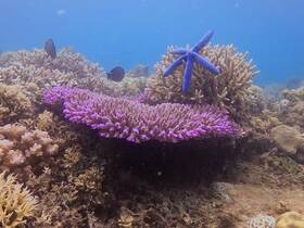 A vibrant underwater scene showcasing colorful coral formations and a blue starfish, highlighting the beauty of marine life in a coral reef ecosystem.