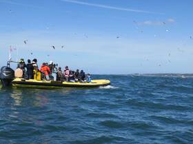 A lively group enjoys a boat ride on the open water, surrounded by seagulls — a perfect adventure for wildlife enthusiasts.