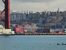 Dolphins swim near the harbor, showcasing a beautiful interaction between wildlife and urban scenery in Lisbon.