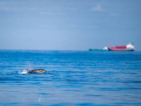 A dolphin gracefully swims through the clear blue waters, showcasing the beauty of marine wildlife in its natural habitat.