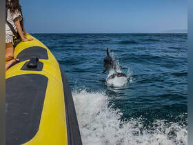 A dolphin leaps out of the water near a boat, showcasing an exciting wildlife encounter — perfect for marine enthusiasts and adventure seekers.