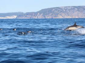 A stunning capture of dolphins jumping in the ocean, showcasing the beauty of marine wildlife in their natural habitat.