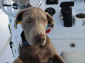 A close-up of a dog sitting in the helm area of a boat, showcasing the companionship of pets on water adventures.