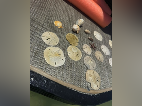 Sand dollars found on a Southwest Florida stop