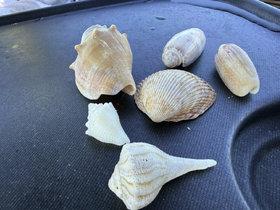 A collection of beautiful seashells displayed on a boat surface, perfect for beachcombing enthusiasts and marine life lovers.