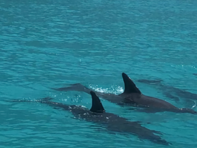 A captivating view of dolphins swimming gracefully in crystal-clear waters, showcasing the beauty of marine wildlife.